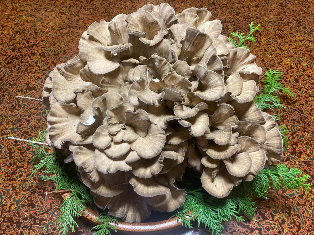 マイタケ　舞茸　チャフ　信州産　1560g