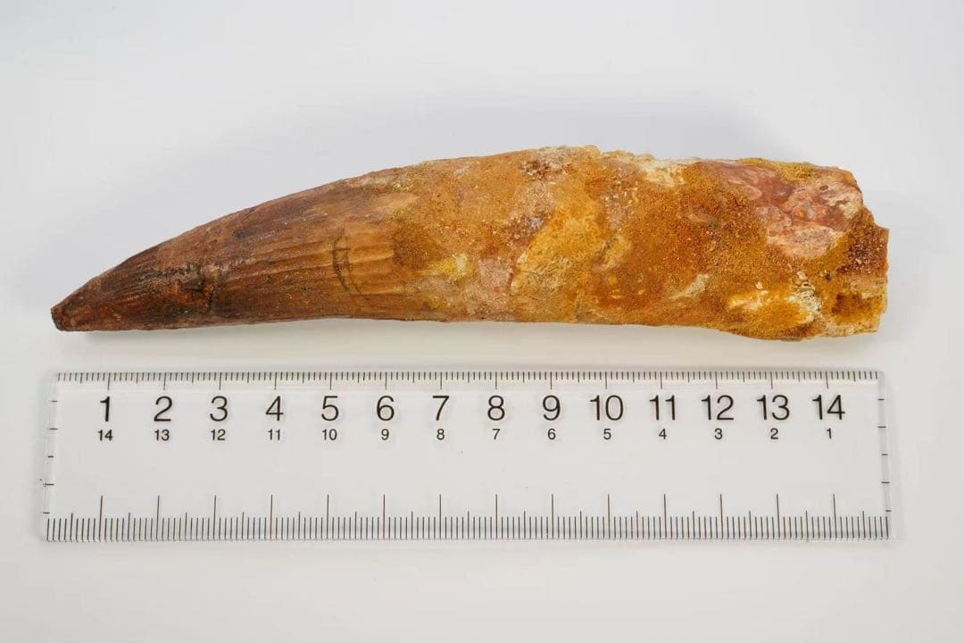スピノサウルスの歯 15cm