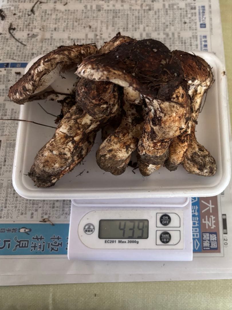 岩手県　国産　松茸　【本日発送】