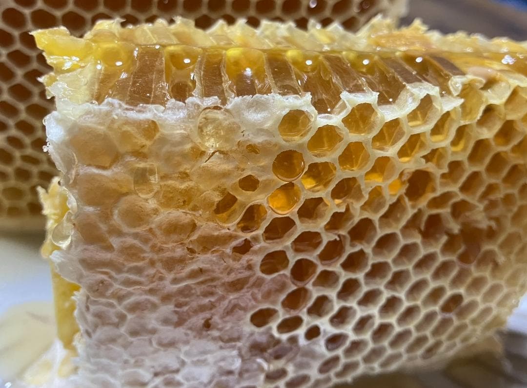 【ネモフィラ】1000g 2本 長野県産 アカシア蜜 西洋蜜蜂