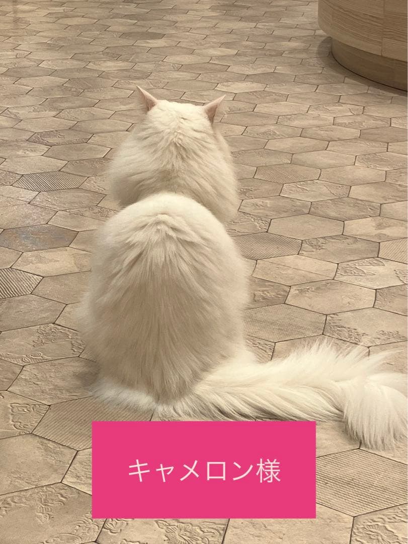 キャメロン