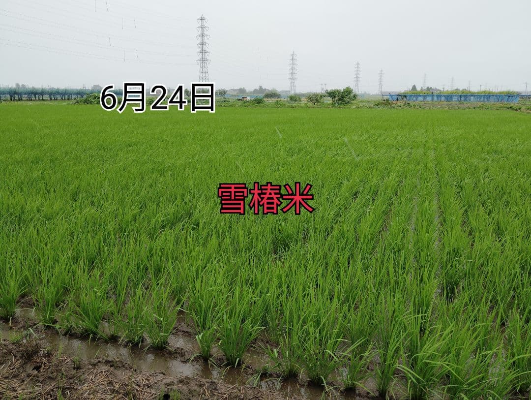 特別栽培米新潟県産コシヒカリ20k
