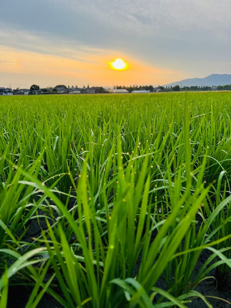 【令和7年産】【一等米】新潟県産従来品種コシヒカリ精米(白米)10kg B⑥