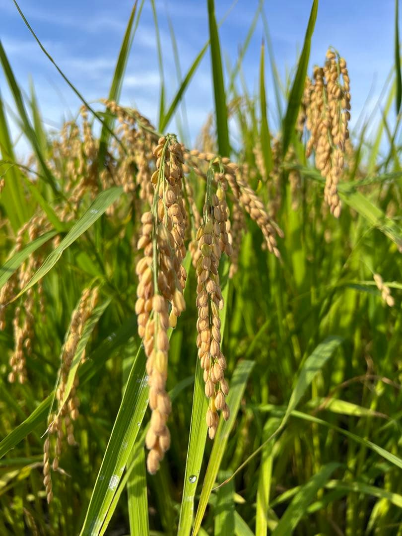【令和7年産】【一等米】新潟県産従来品種コシヒカリ精米(白米)10kg B⑥