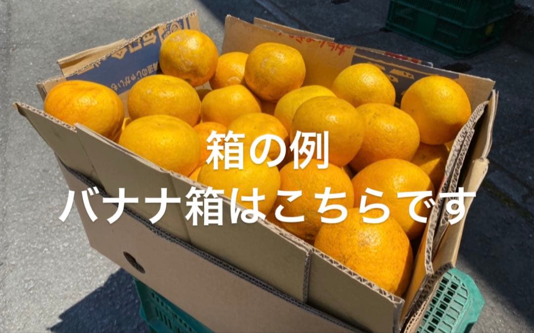 愛媛県産　甘平　柑橘　10kg