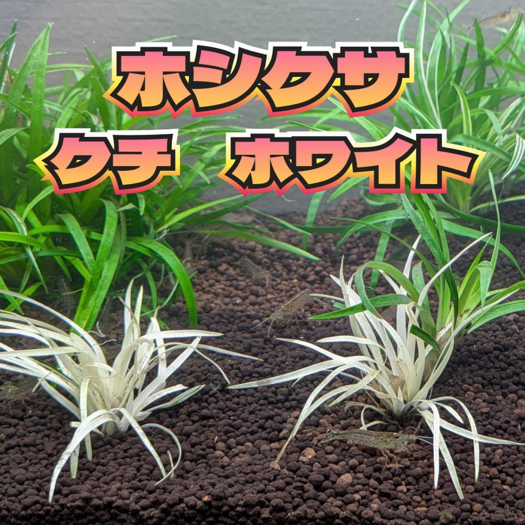 【超希少】 ホシクサ・クチホワイト 水中葉2株 　おまけ付き