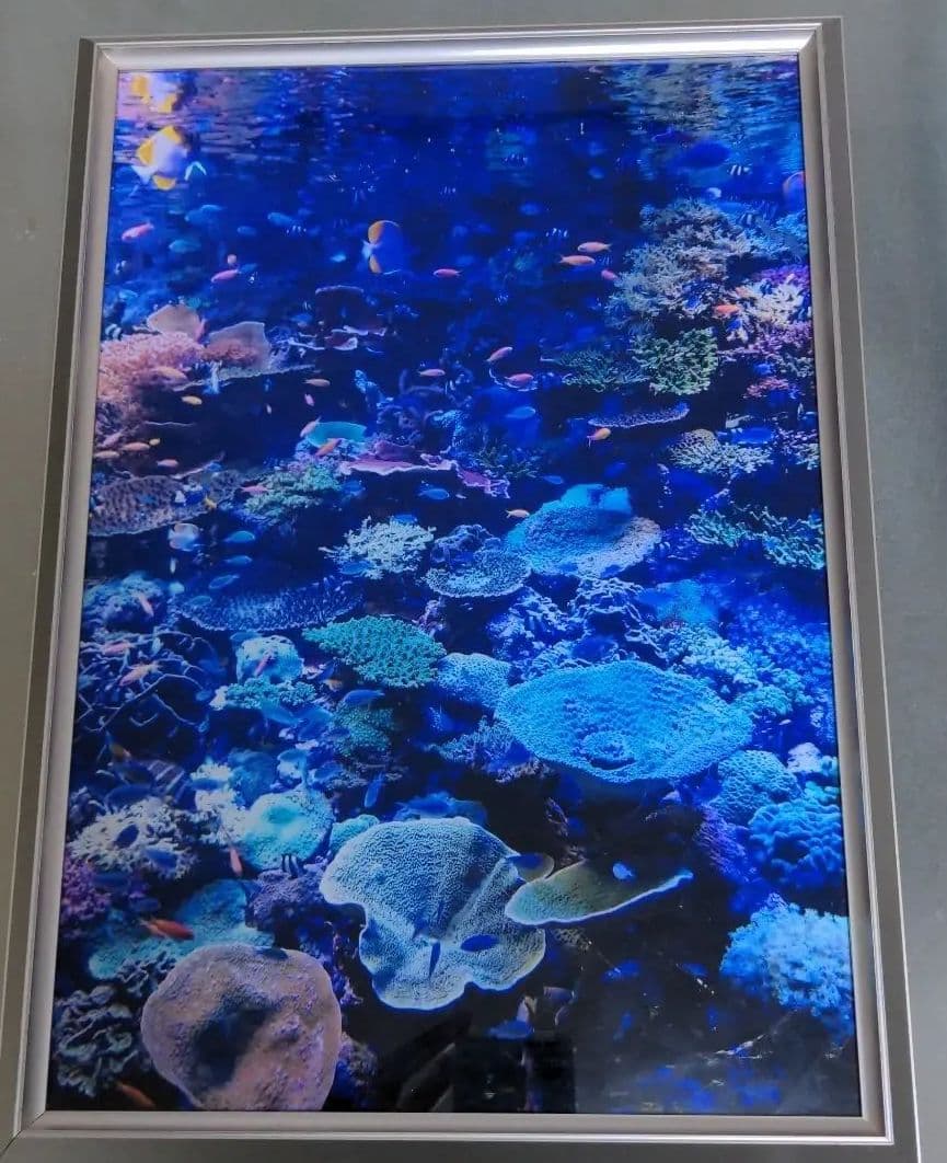 海の中 写真