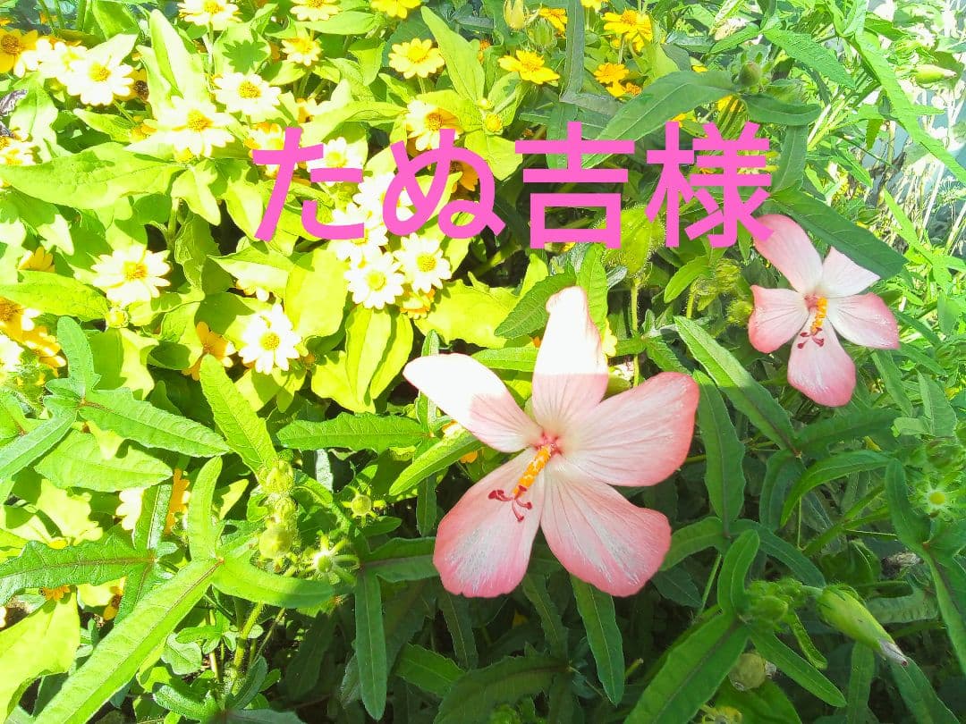 たぬ吉ページ☆