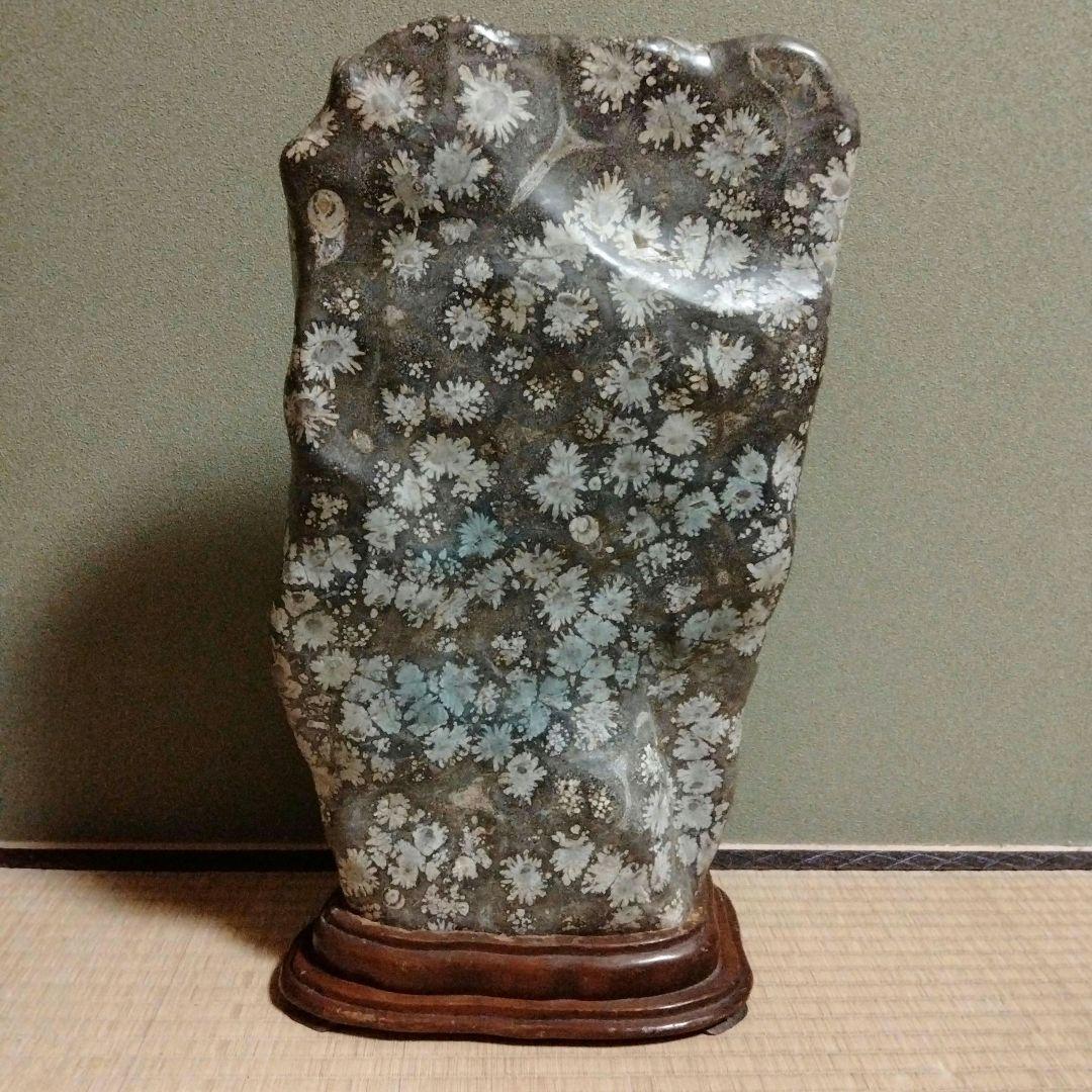 菊花石　特大　石
