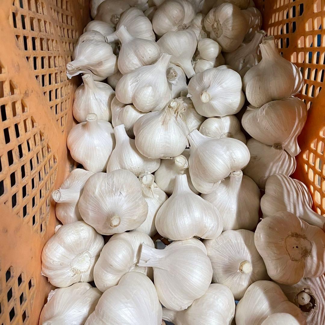青森県産 ホワイト六片 ニンニク にんにく バラ 5kg