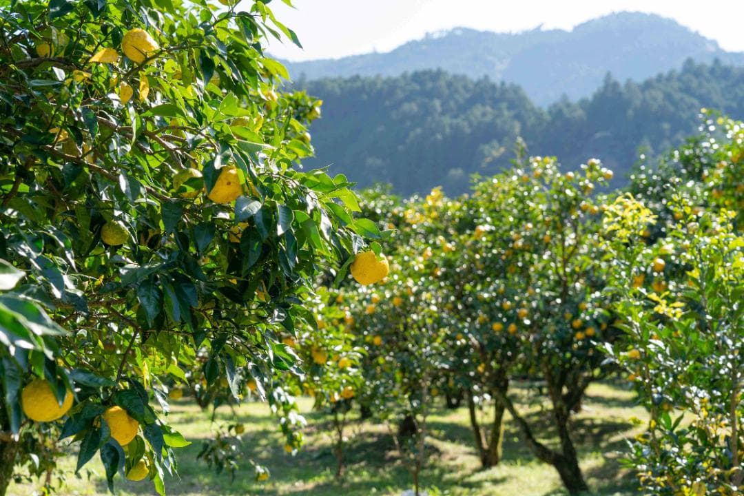 高知県産北川村本柚子約20kg　農薬：栽培期間中不使用【最終締切間近】