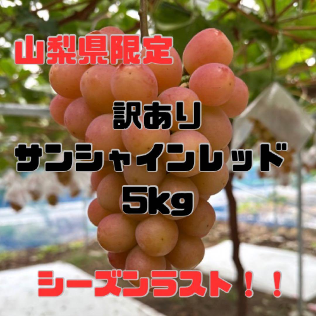 残り1箱！本日最終日16日発送【山梨県限定品種】訳ありサンシャインレッド 5kg