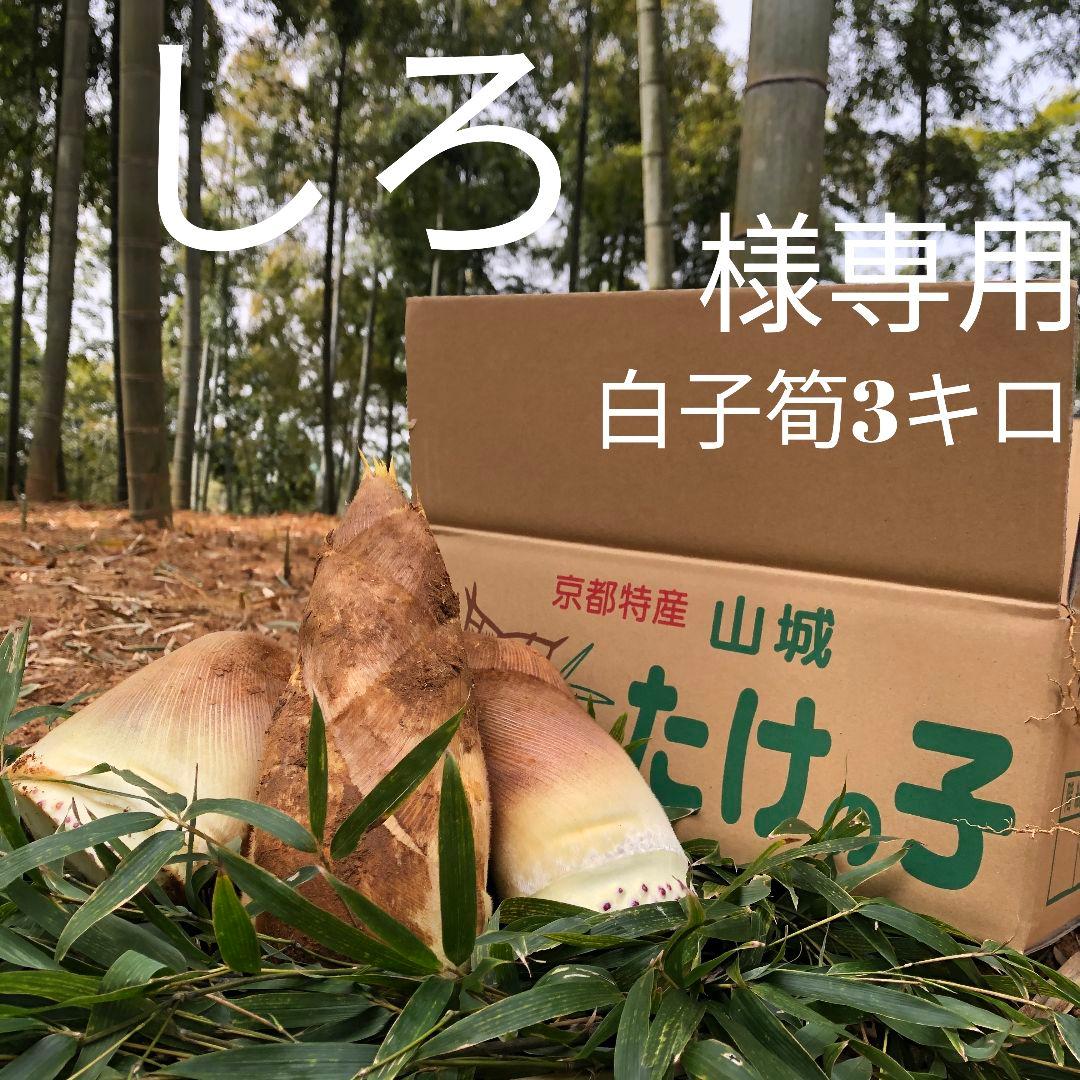 しろ　白子筍3キロ