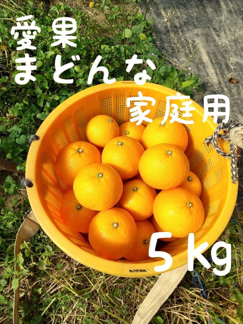 680愛果 まどんな 家庭用 10kg