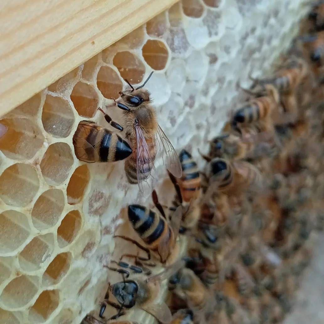 蜂蜜　ラブリンになります
