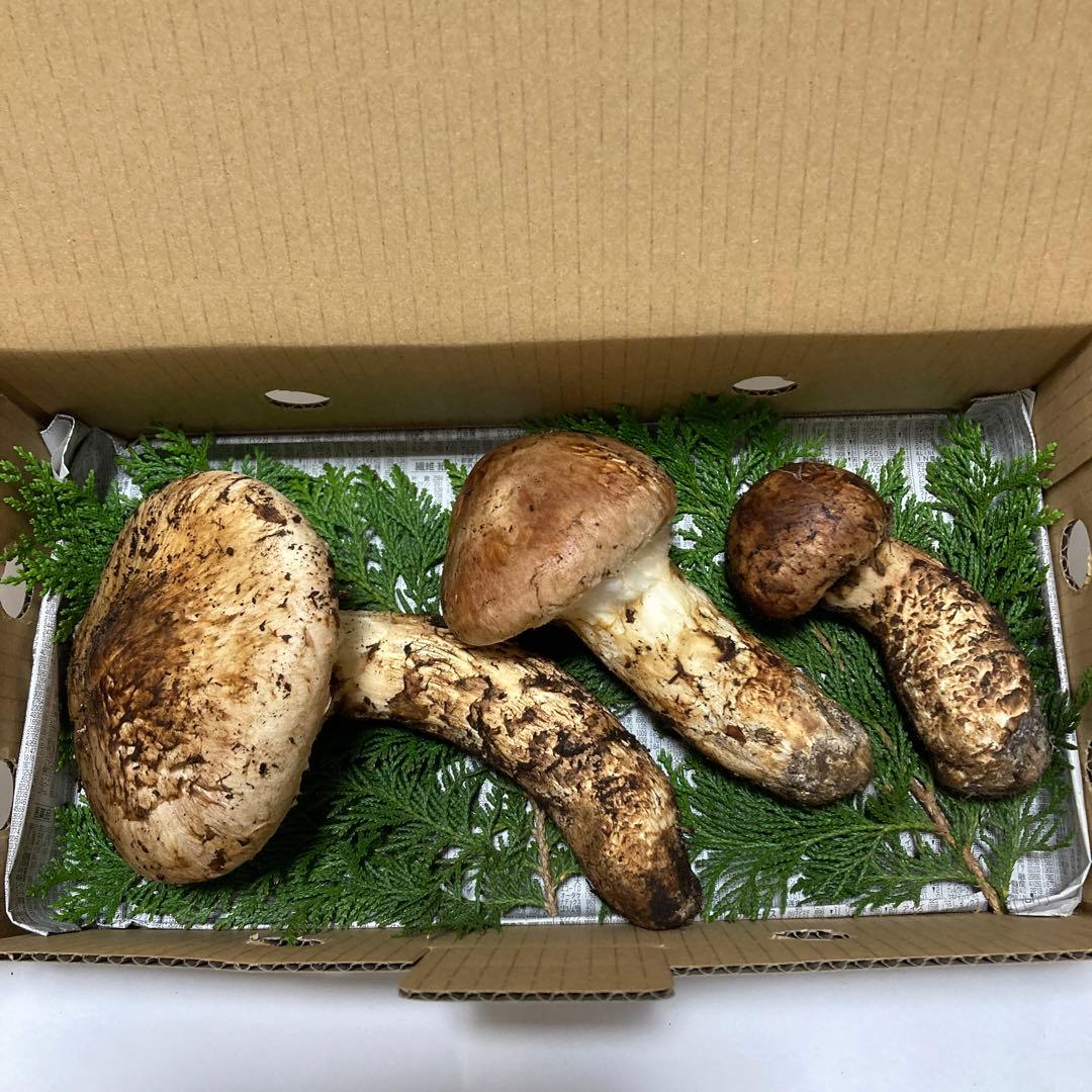 岩手県産　松茸　420g