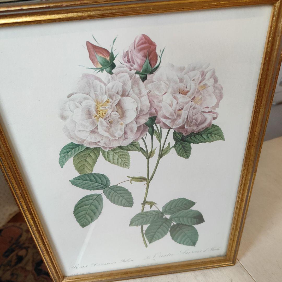 ボタニカルアート 植物画 アンティークフレーム入り