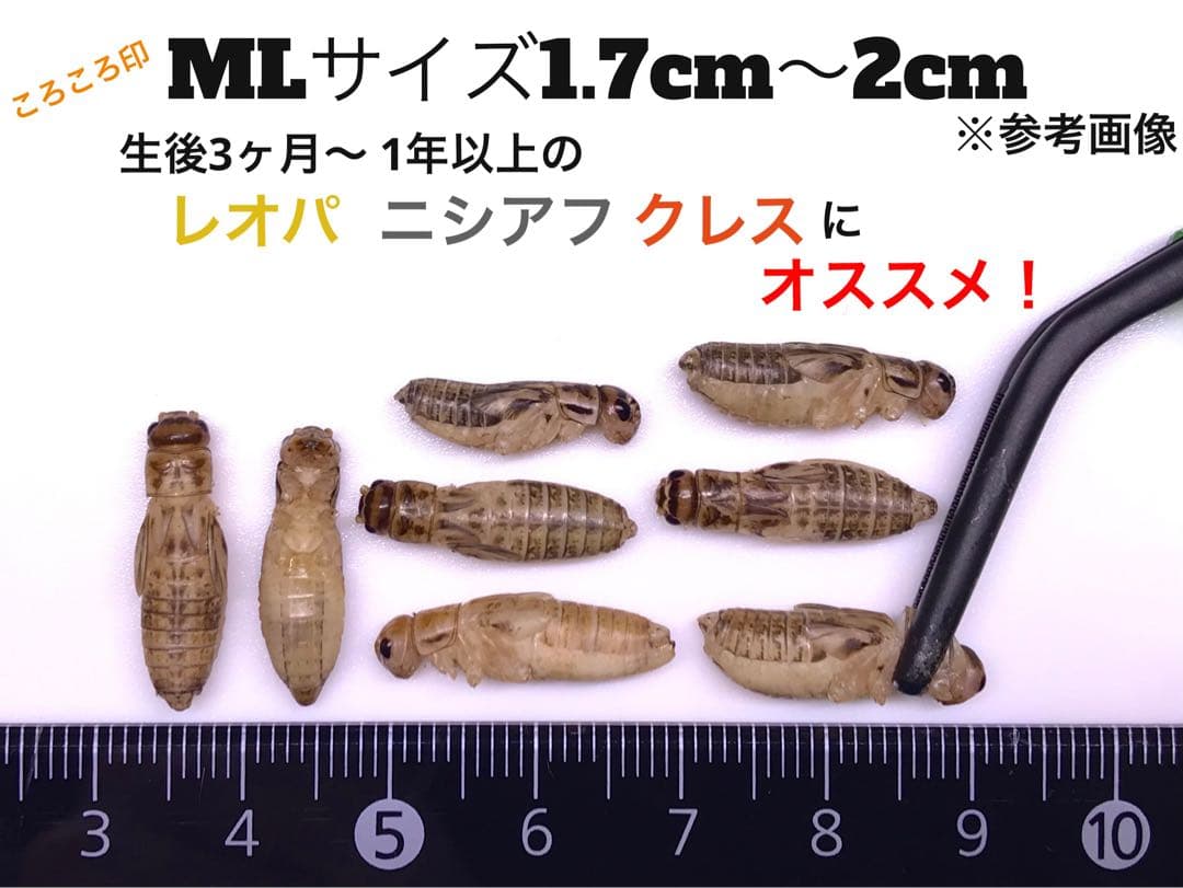 クロコML〜L500gフタホシML500gイエコML500gイエコM200g