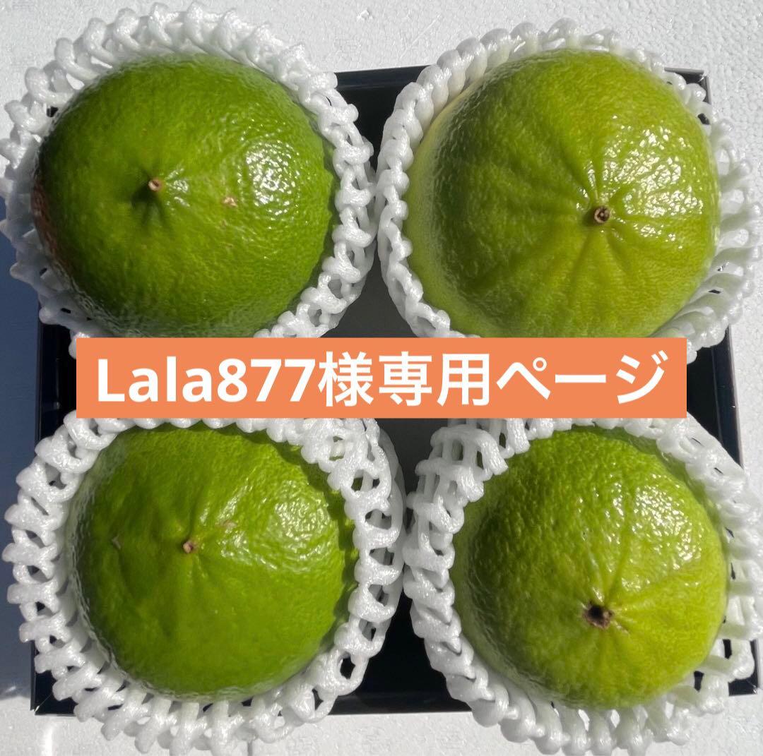 2国産ベルガモットオレンジ果実香りが強い露地栽培約:9k A品【一部分B品含む】