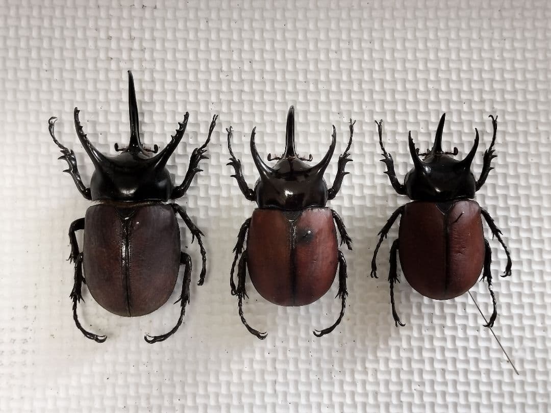 サンボンヅノカブト３♂標本セット