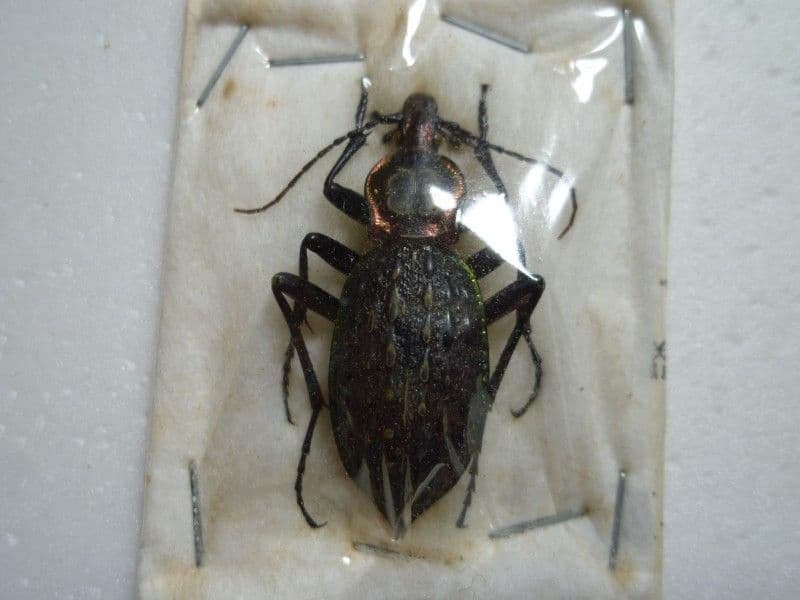 オオコブカブリモドキ/C.ignillus/湖北省.通山産/40.8mm
