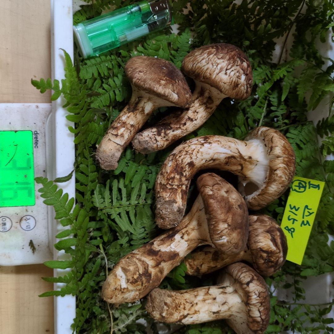 和歌山松茸 新鮮朝市　込み込み　316㌘