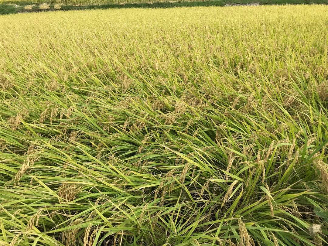 淡路島産お米　10kg