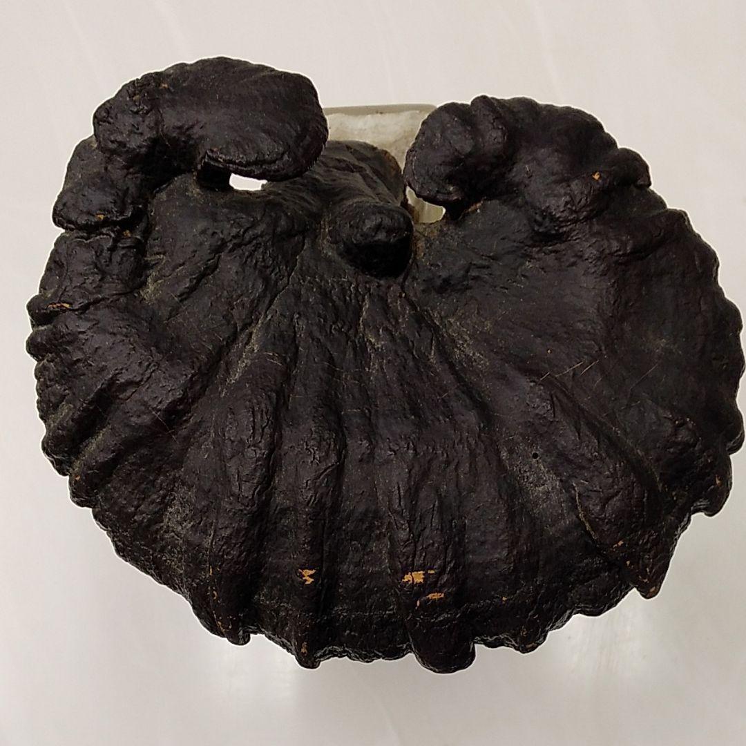 黒霊芝 中国産