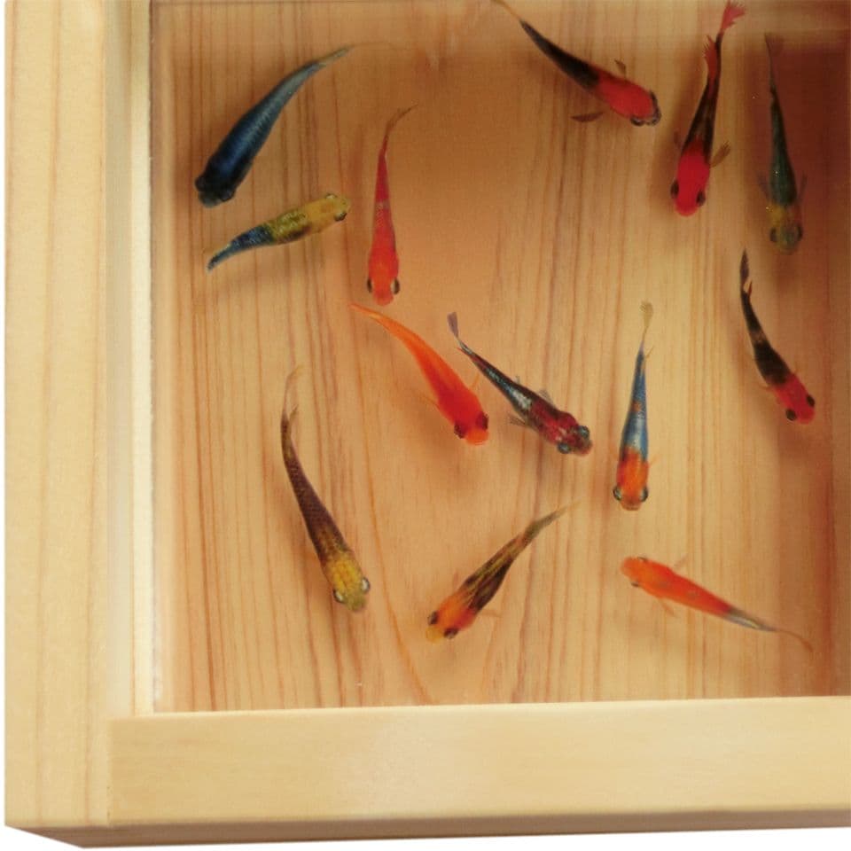 タイムセール めだか メダカ プレゼント 贈り物 金魚 生き物 フィギュア
