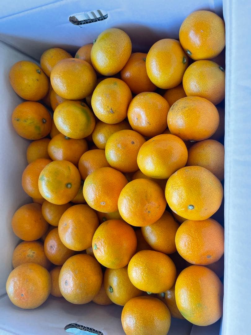 みかん　20kg M〜2Sサイズ　熊本県産