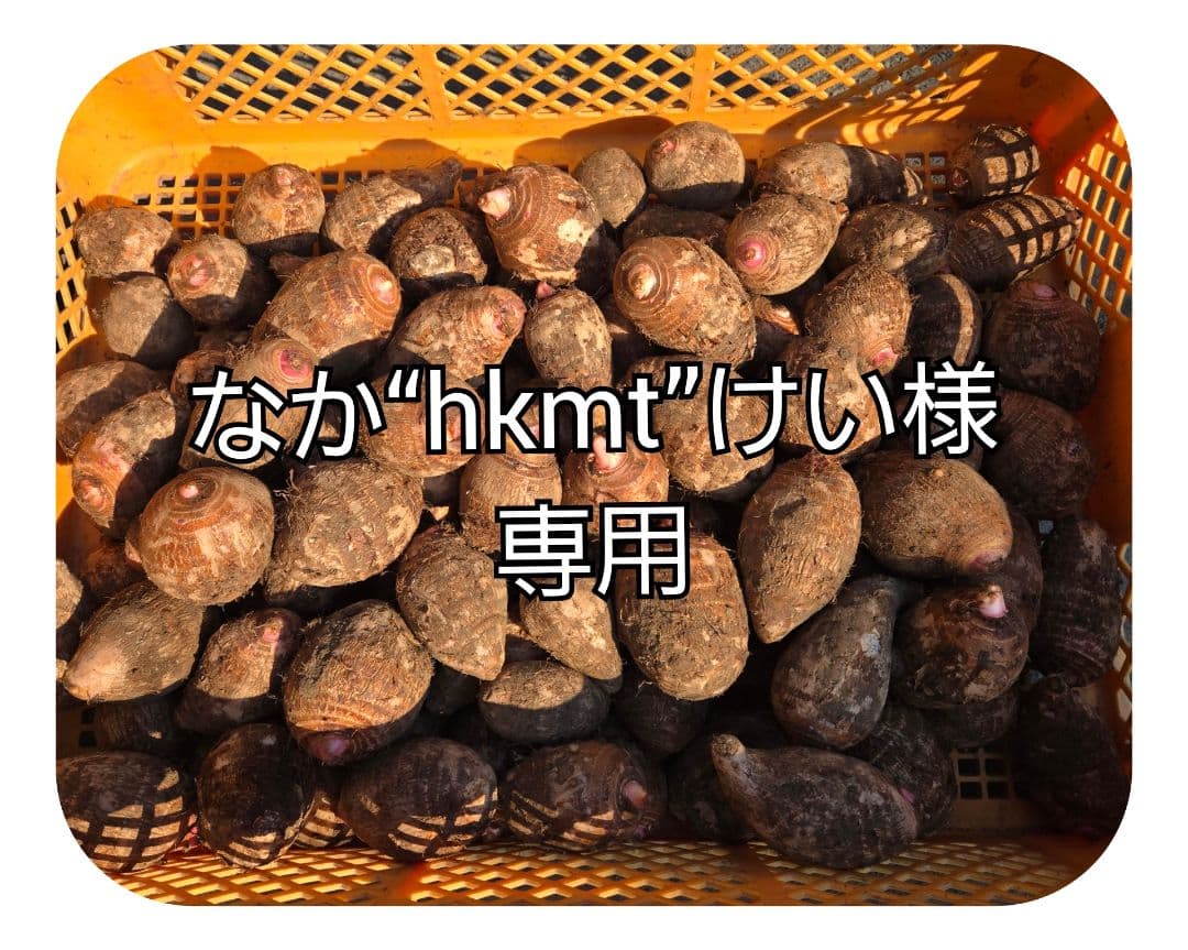 宮崎県産　里芋　赤芽芋20kg④