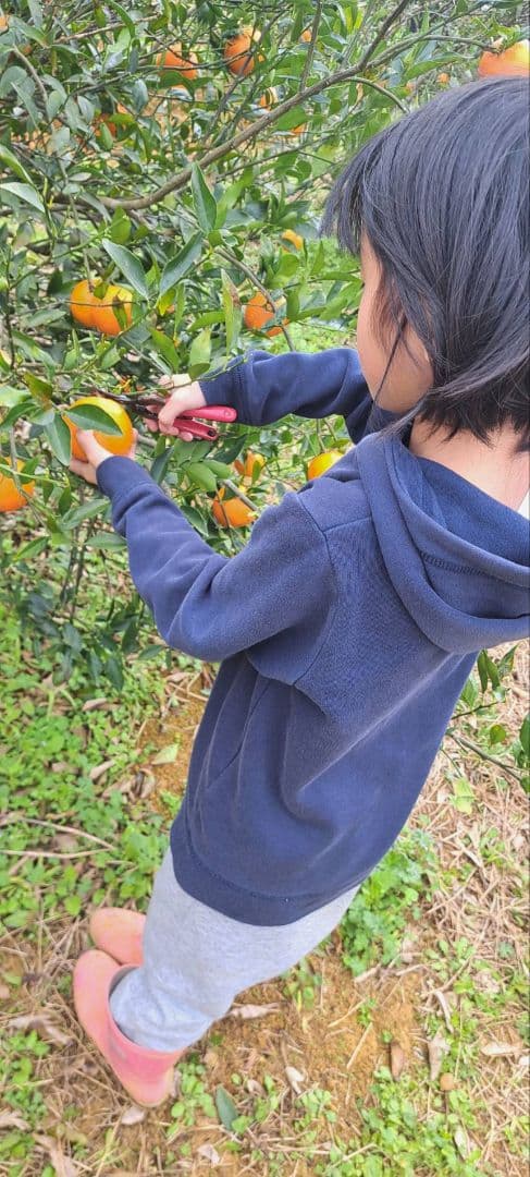 徳之島産家庭用たんかん10キロセット