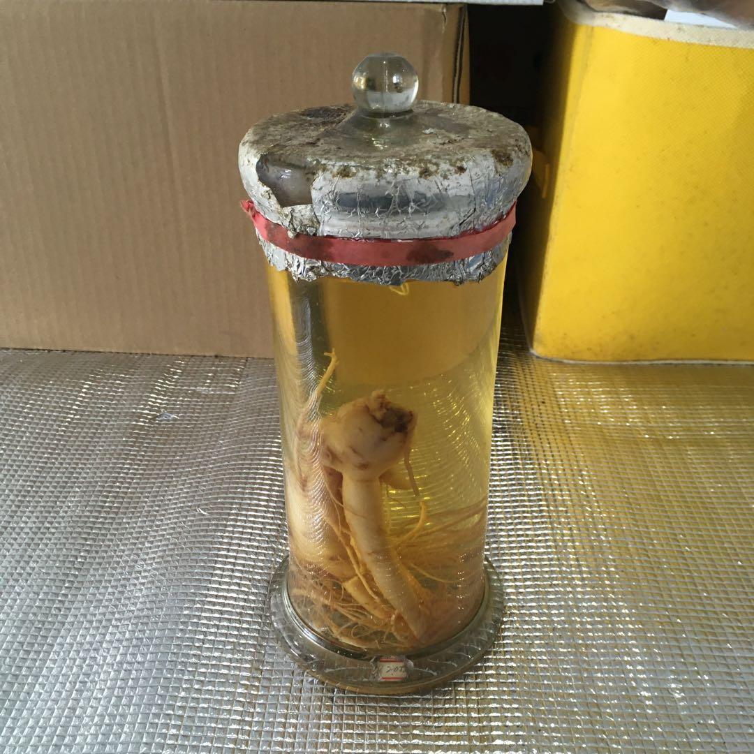 高麗人参