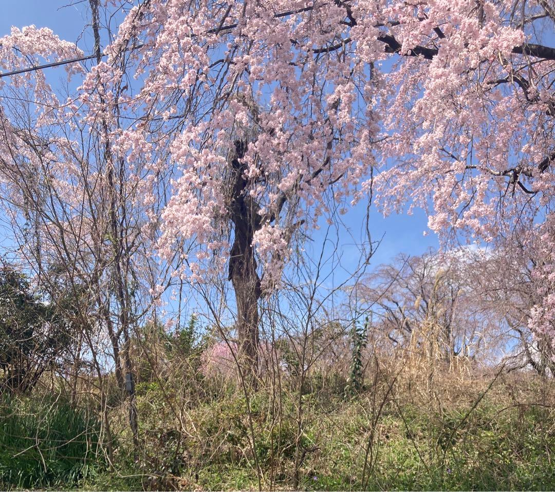 ユリさま専用