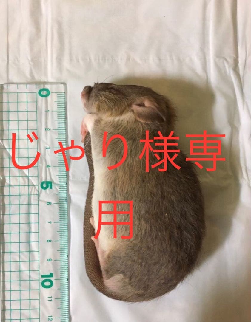 冷凍S60 PM30 H20