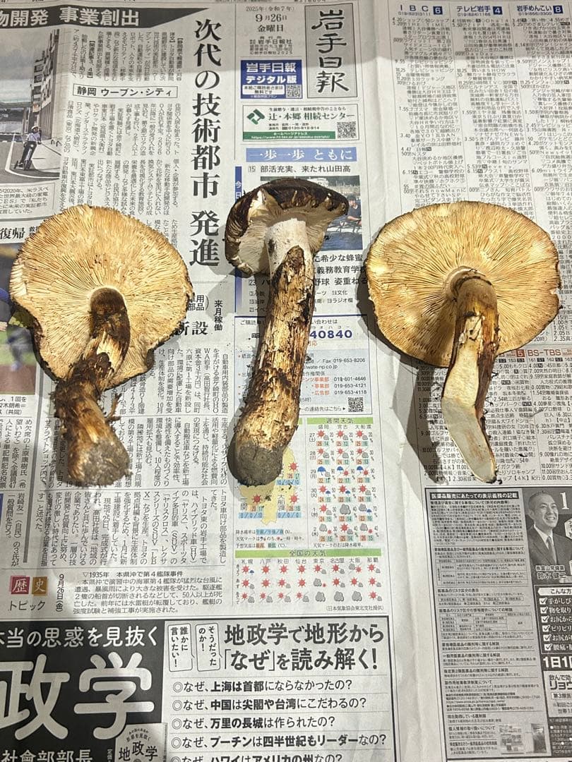 【オコオコ】岩手県産松茸　開き339g シーズンラスト