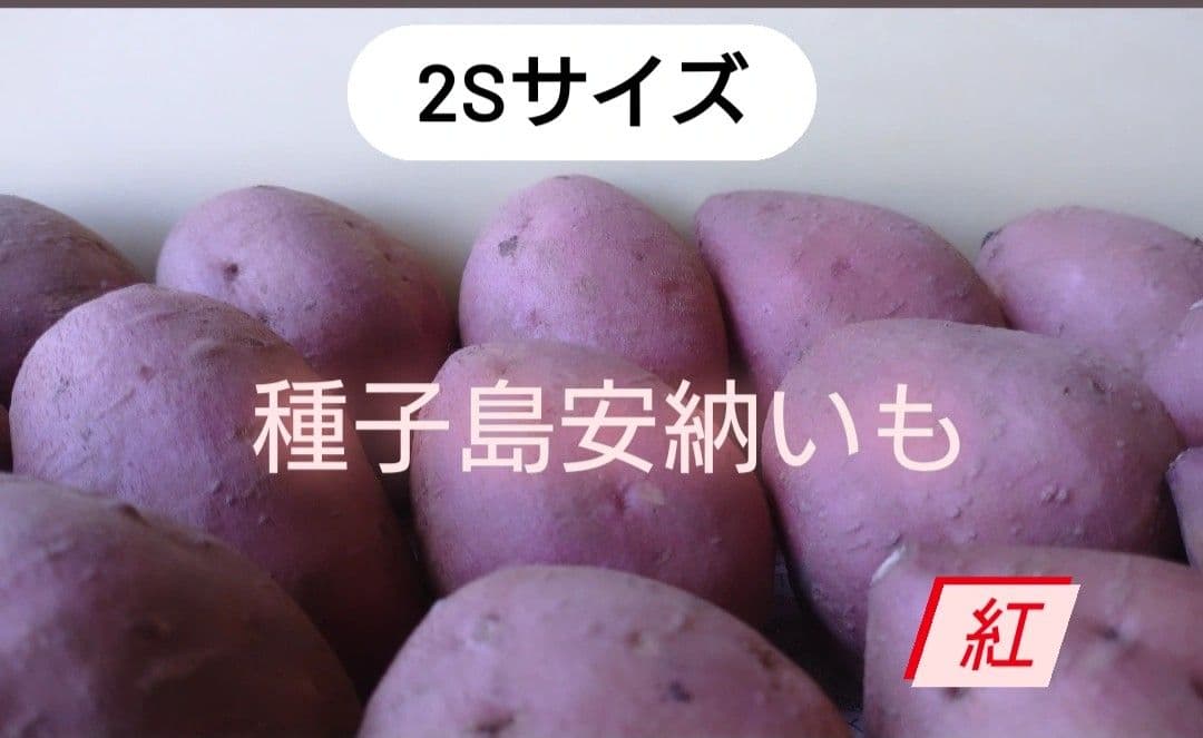 種子島安納いも 2Sサイズ 紅 15キロ