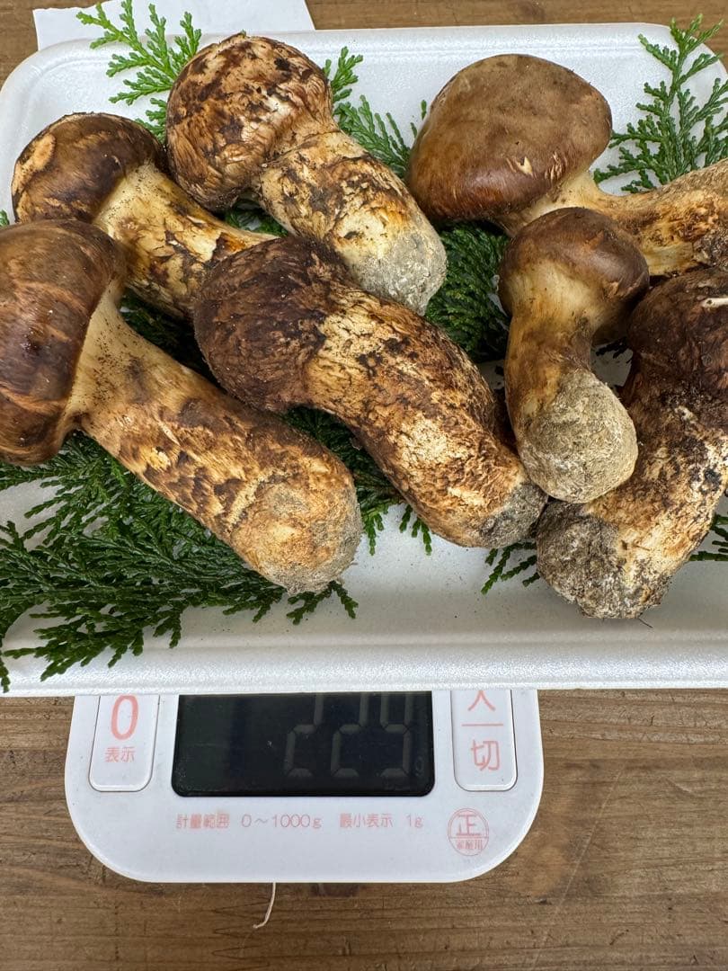 【クール送料込み！！】新鮮 松茸 約229g