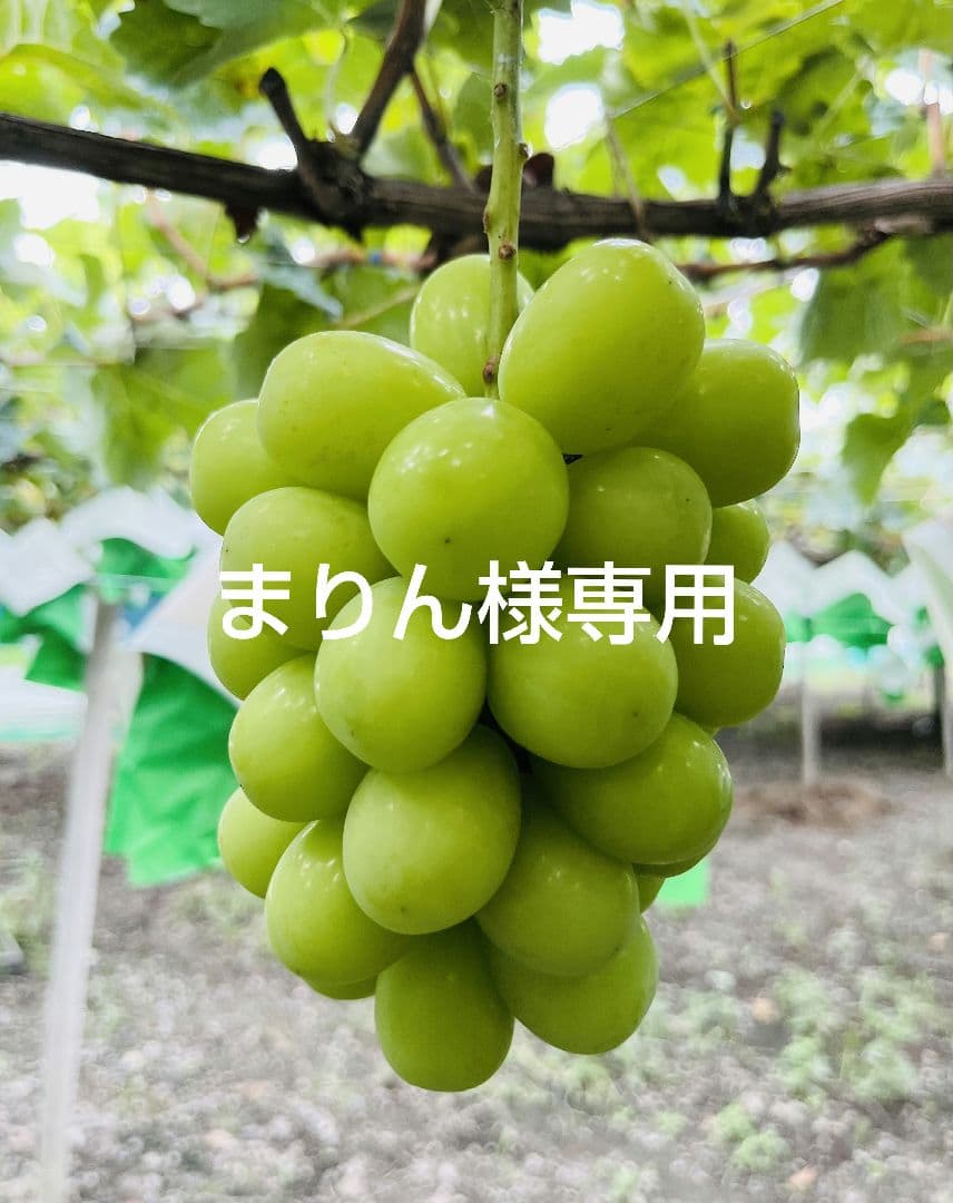 まりんページ