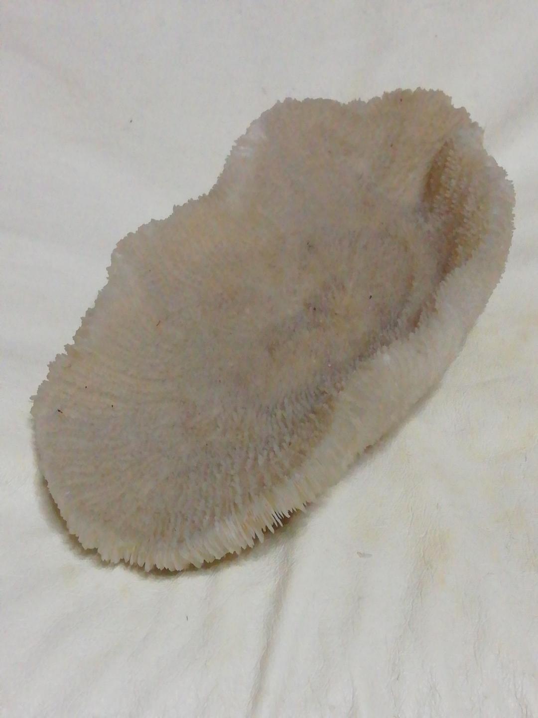 珊瑚(実珊瑚)