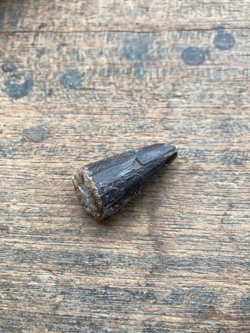 talsint 漆黒のスピノサウルスの歯　化石　恐竜