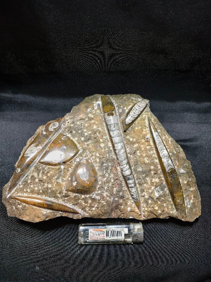 天然化石 オルソセラス+アモナイト 置物 天然石 骨董 旧家蔵出し 蒐集家放出