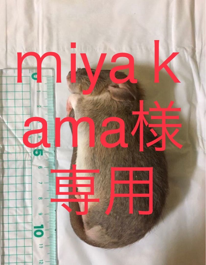 冷凍SM100 ML100