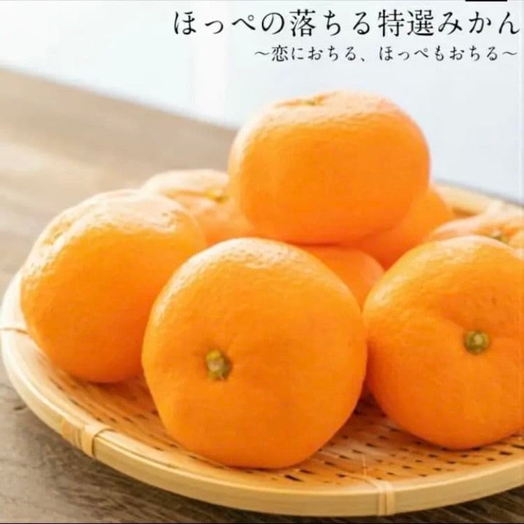 長崎県産伊木力みかん 小玉 10kg 約140個〜160個入 2S〜3S