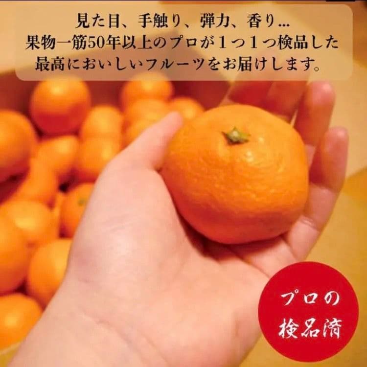 長崎県産伊木力みかん 小玉 10kg 約140個〜160個入 2S〜3S