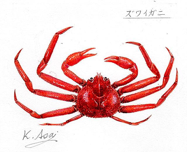 生物細密画（水彩）「ズワイガニ」