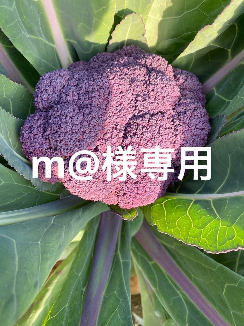 m@です