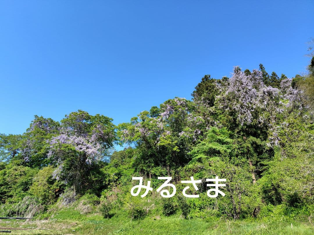 みるさま